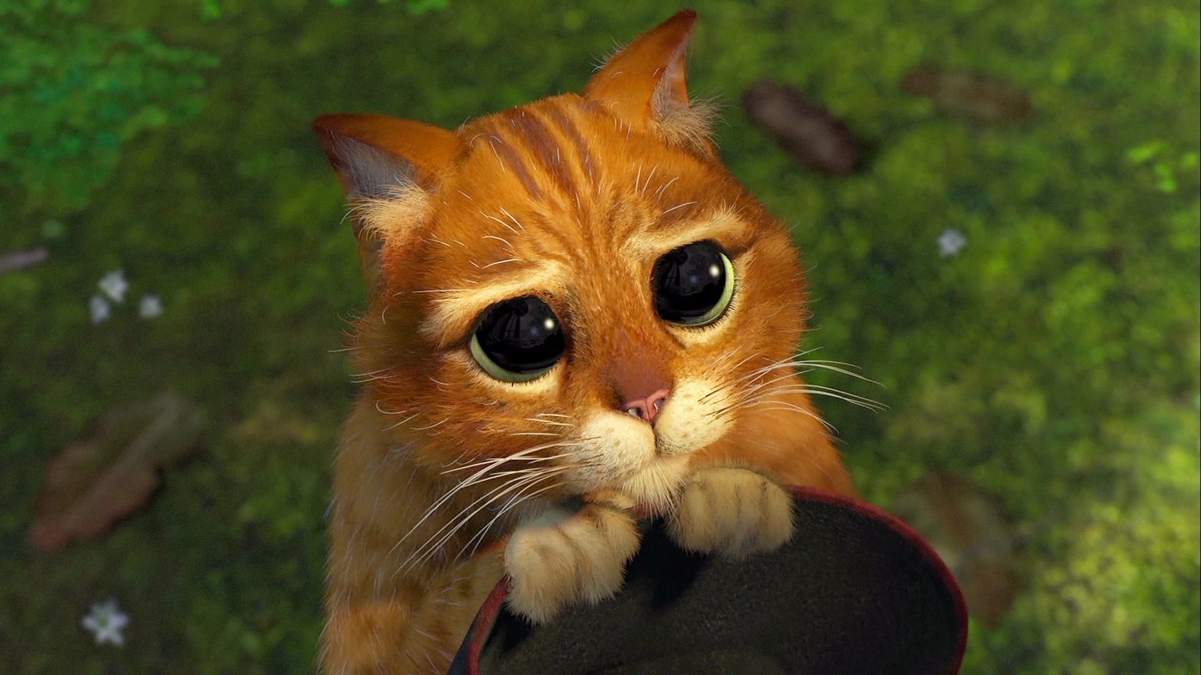 Photo de le Chat potté