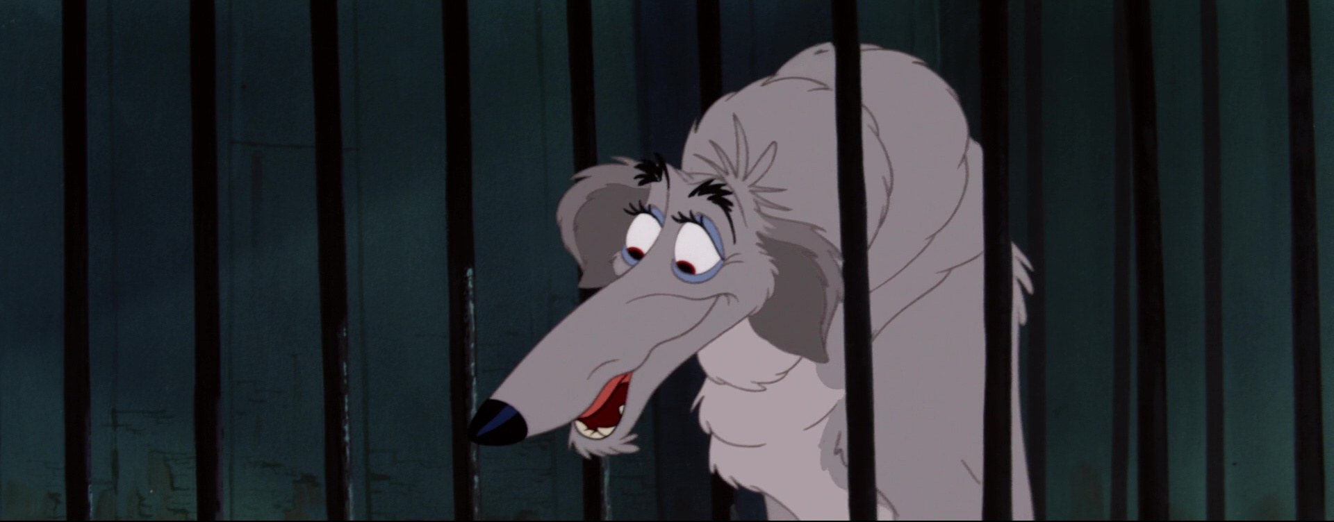 Boris, le lévrier russe